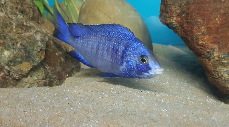 Placidochromis phenochilus 'Mdoka Reef'